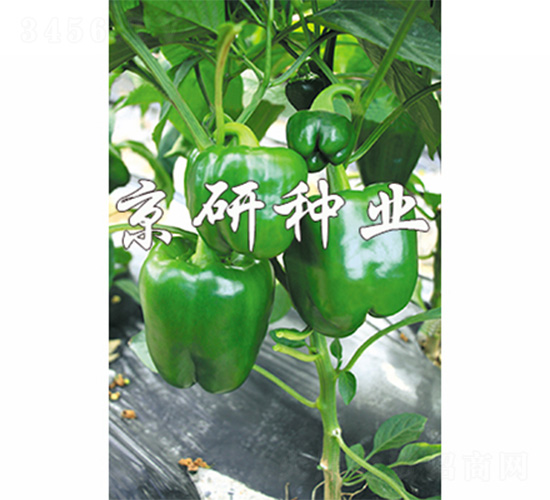 ��(gu��)��808-�����N��-����