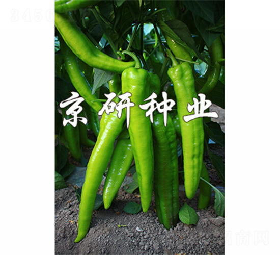 ����909-�����N��-����