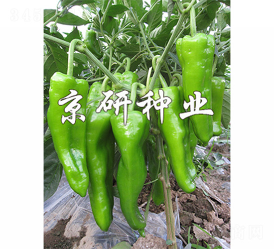 ��(gu��)��311-�����N��-����