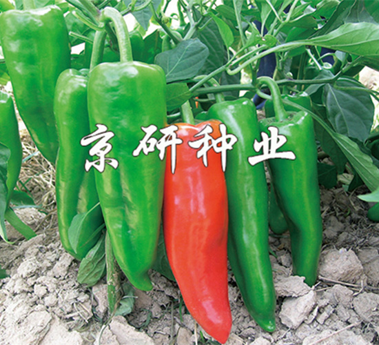 ����8̖(h��o)-�����N��-����