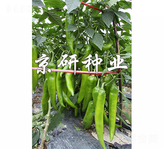 ��(gu��)��209-�����N��-����