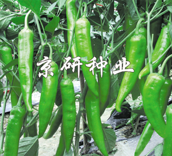 ��(gu��)��210-�����N��-����