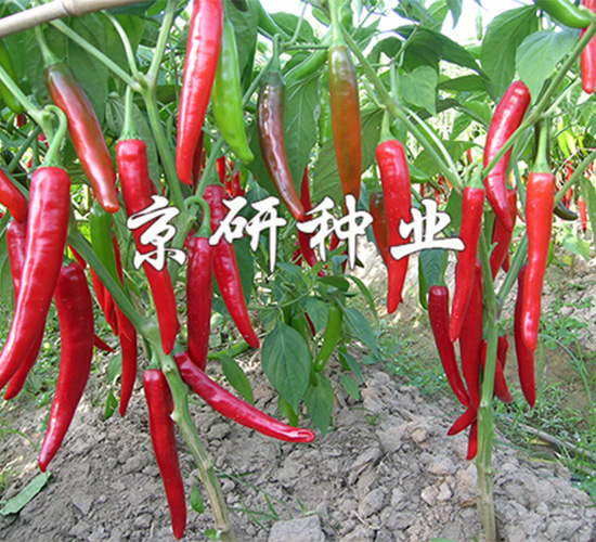 ��������108-�����N��-����