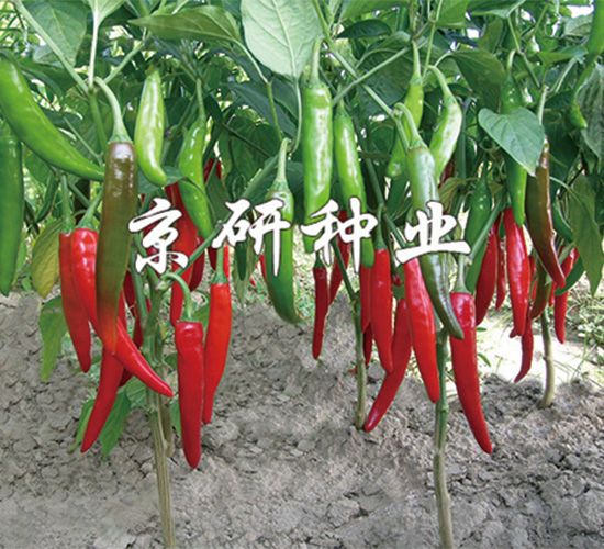 ��(gu��)��109-�����N��-����