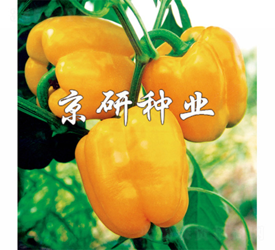 �S��2̖-�����N��-����