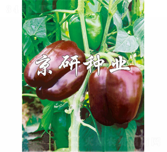 �ɿ�����-�����N��-����