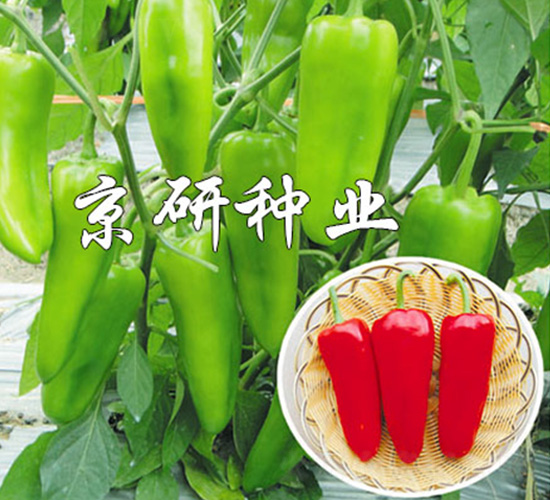 ����518-�����N��-����