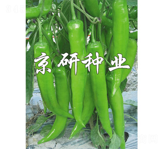 ��(gu��)��913-�����N��-����