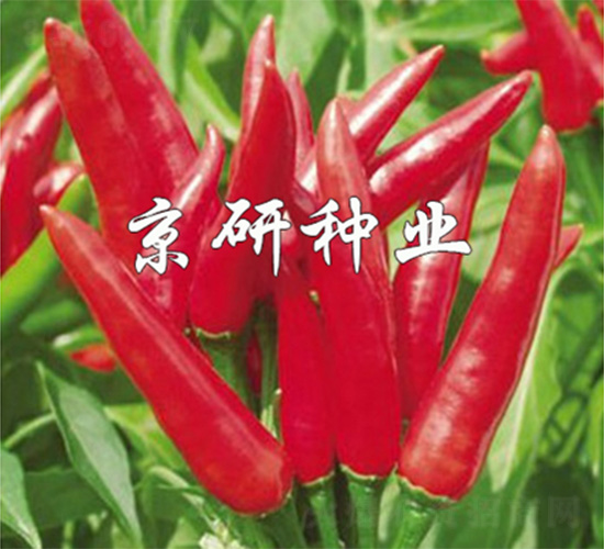 ���P-�����N��-����