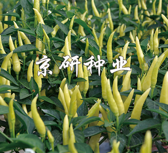 ��ָ-�����N��-����