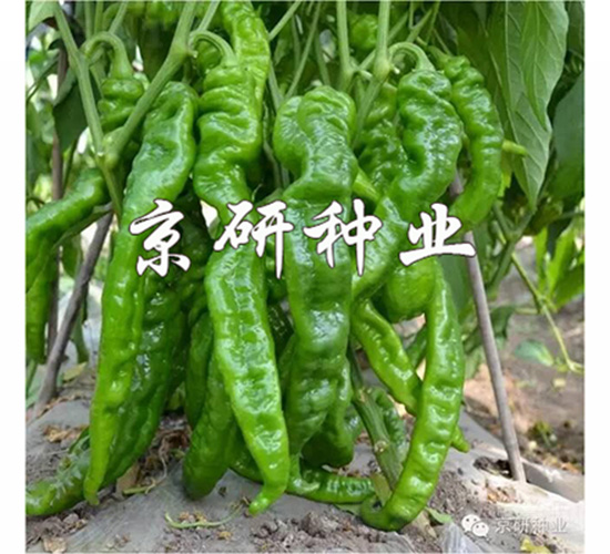 ����2̖-�����N��-����