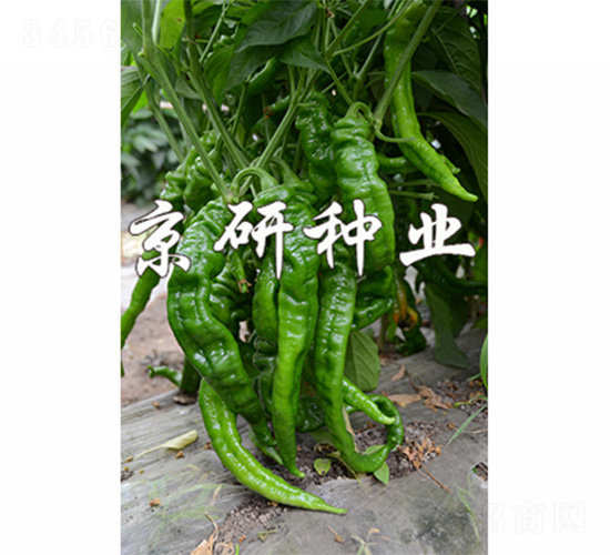 ����4̖(h��o)-�����N��-����