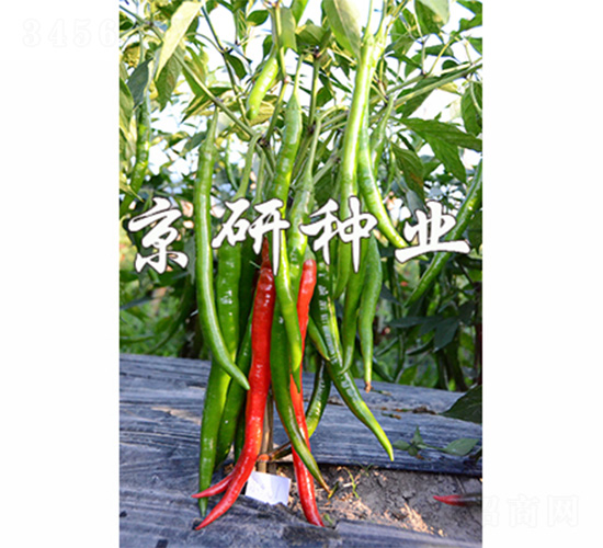 ����1̖-�����N��-����