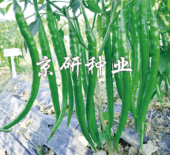 ����3̖(h��o)-�����N��-����