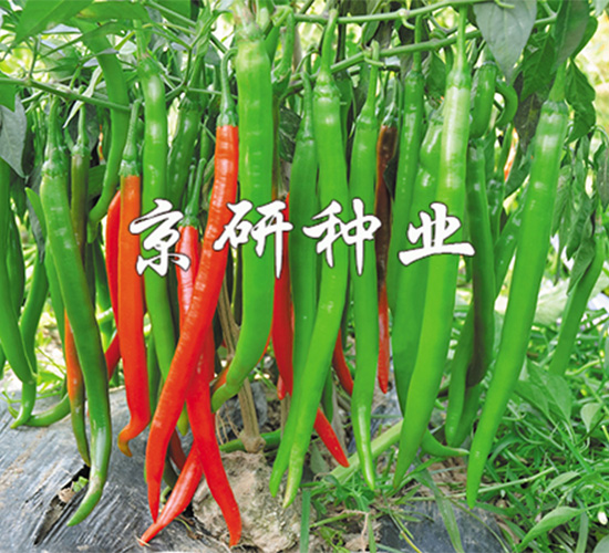 ����6̖-�����N��-����