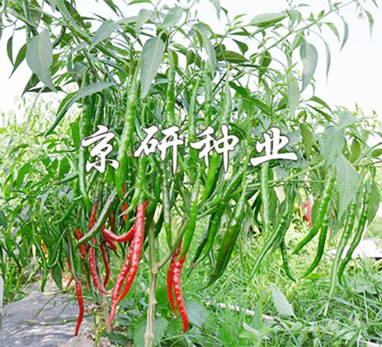 ����1̖-�����N��-����