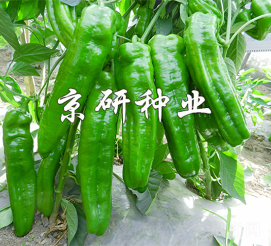 ����468-�����N��-����