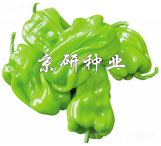 ��Ƥ2̖-�����N��-����