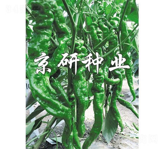 �ݽz��F1-�����N��-����