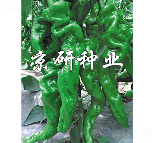 ����105-�����N��-����