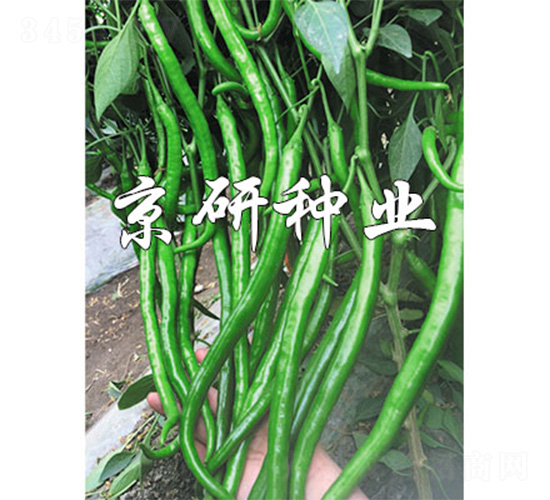 ����181-�����N��-����