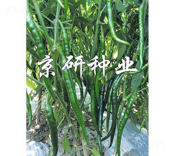 ����2̖-�����N��-����