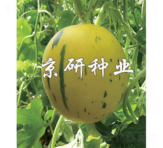 �����S����-��ϷN��-����