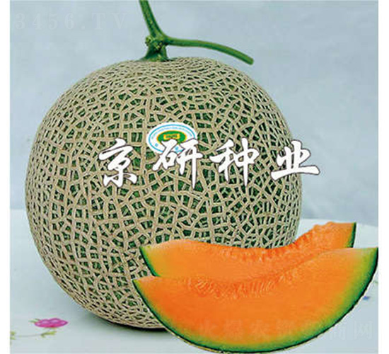 ����4̖(h��o)-��ϷN��-����