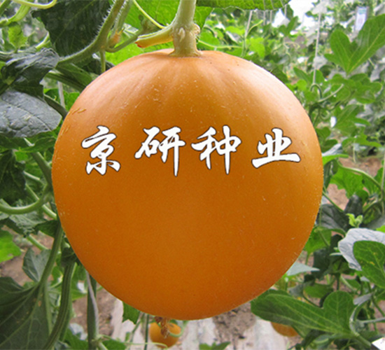 ����ɯ��2̖-��ϷN��-����