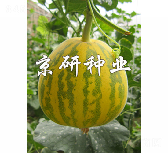 ����826-3-��ϷN��-����