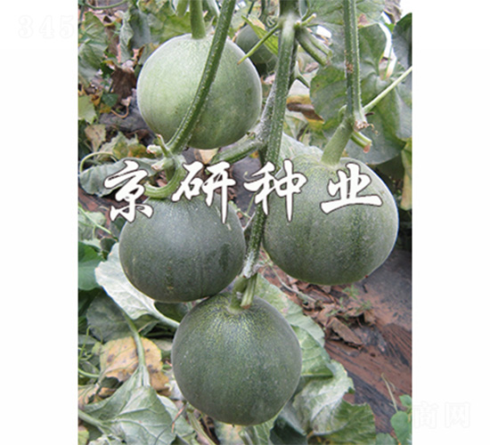 ����G��3̖(h��o)-��ϷN��-����