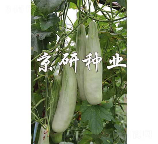 ���������-��ϷN��-����