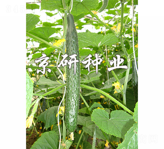 ���ж���1568-�S�ϷN��-����