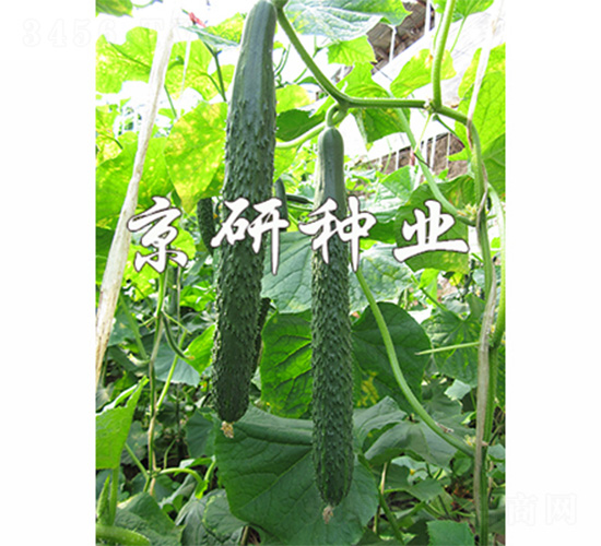 ���Ѓ�(y��u)��-�S�ϷN��-����