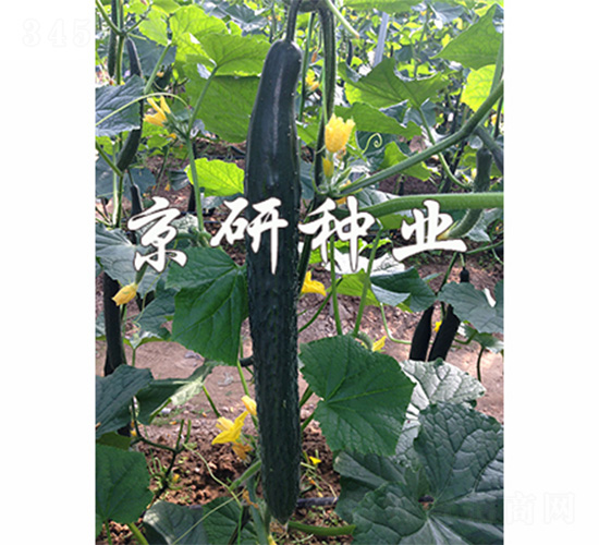 ���S459-�S�ϷN��-����