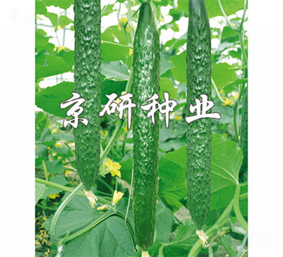 ���д���G-�S�ϷN��-����