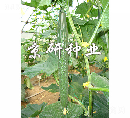 ����118-�S�ϷN��-����