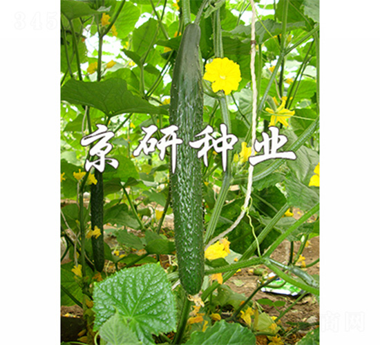 ���д���1567-�S�ϷN��-����