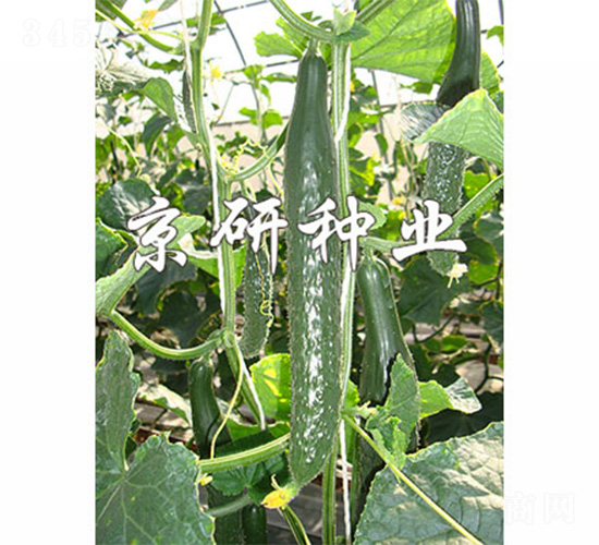 ���оG��1249-�S�ϷN��-����