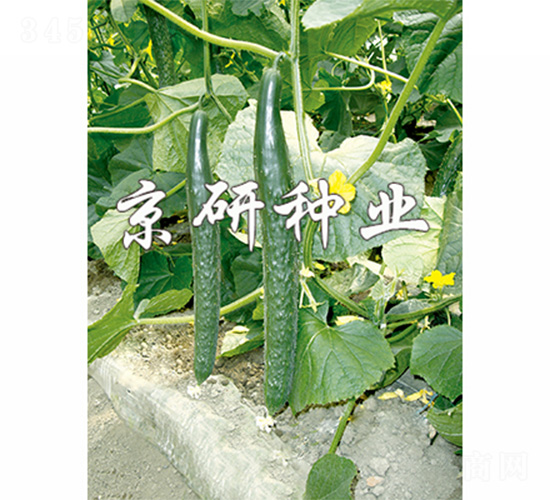 ������401-�S�ϷN��-����