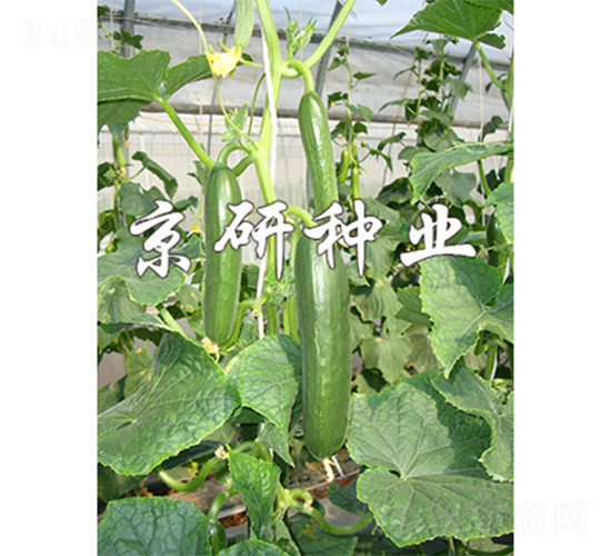 ��������8̖(h��o)-�S�ϷN��-����