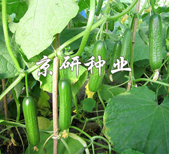 �G���`2̖-�S�ϷN��-����