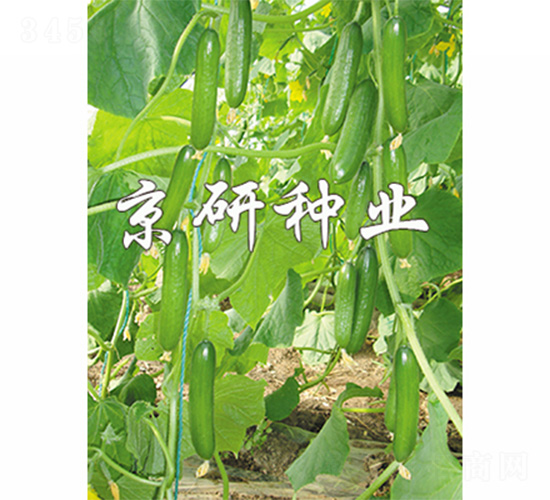 ��������7̖-�S�ϷN��-����