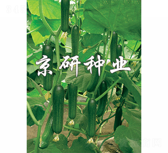 ��������2̖-�S�ϷN��-����