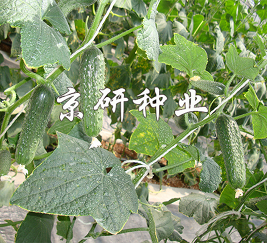 ������n�S��1590-�S�ϷN��-����