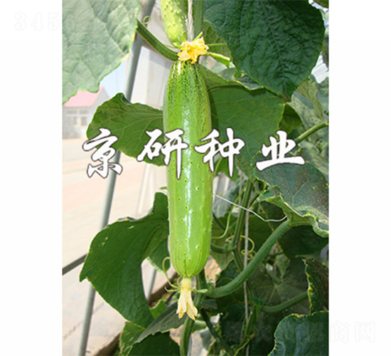 ���к���5̖(h��o)-�S�ϷN��-����