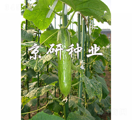 ���к���2̖-�S�ϷN��-����