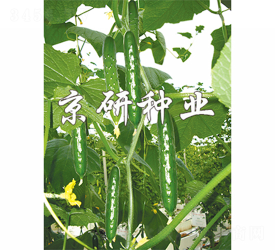 ���2̖(h��o)-�S�ϷN��-����