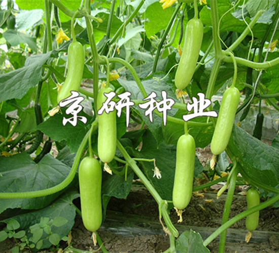 ��������156-�S�ϷN��-����