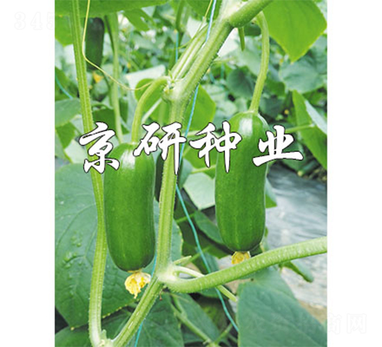 �G���`12̖-�S�ϷN��-����